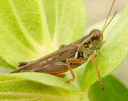 A grasshopper on a leaf. (photo Tianne Strombeck)