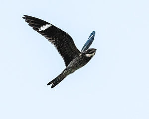 A male nighthawk in flight. (photo © Dave Hoitt)