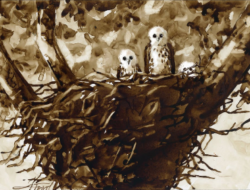 A drawing of a Broad-winged Hawk nest with nestlings by Adelaide Tyrol