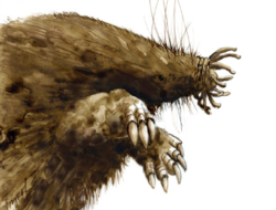 A drawing of a star-nosed mole by Adelaide Tyrol