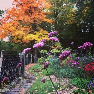 autumn pollinator garden, photo by Brett Thelen