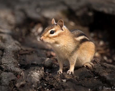 A chipmunk on the lookout. (photo © Denis Fournier via the Flickr Creative Commons)