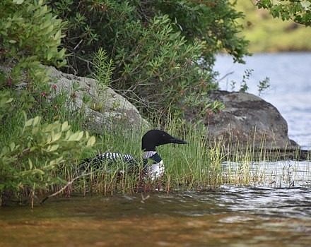 A loon nest on the shoreline of Spoonwood Pond in 2018. Unfortunately, this nesting attempt -- and several others -- failed due to egg predation by land-based predators. This photo was taken with a long lens; it is important to always keep your distance from loons, especially when they're on the nest! (photo © Brian Beihlo)