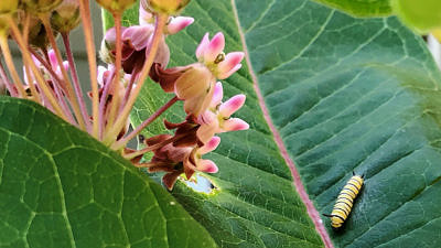A tiny monarch caterpillar crawls across a common milkweed plant. (photo © Brett Amy Thelen)