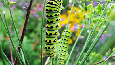 Swallowtail caterpillars, photo by Brett Thelen