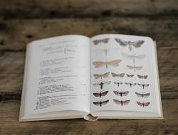 An open book, resting on a wooden table, turned to a page with drawings of butterflies. (photo © Annie Spratt via Unsplash)