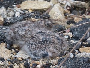 Two Common Nighthawk chicks in a gravel "nest." (photo © Becky Suomala)