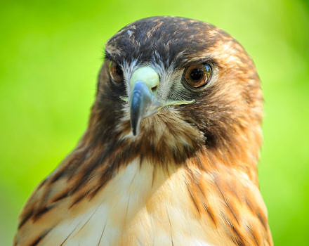 A close-up of a hawk. (photo © VINS)