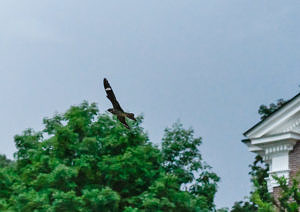 A male nighthawk dives in front of Rhodes Hall on June 30, 2020. (photo © Dave Hoitt)