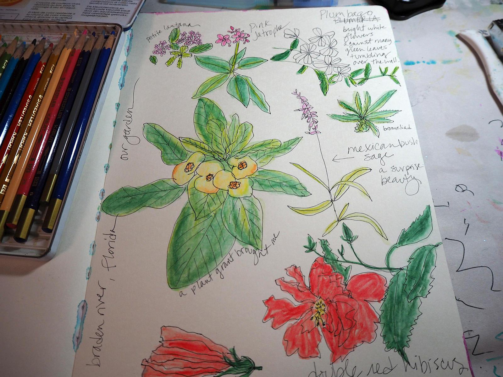 A nature journal featuring hand-drawn flowers, next to some colored pencils. (photo © Lenna Young Andrews via the Flickr Creative Commons)