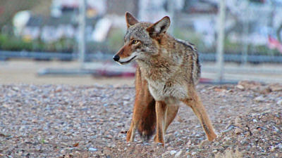 A coyote in an urban setting. (photo © Renee Grayson via the Flickr Creative Commons)