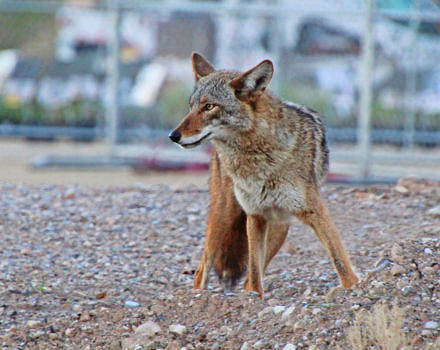 A coyote in an urban setting. (photo © Renee Grayson via the Flickr Creative Commons)