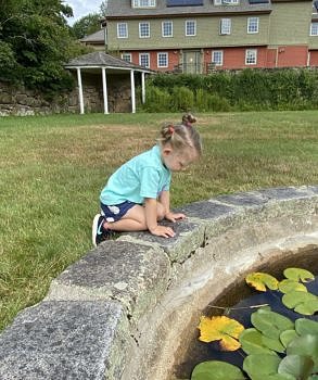 Wren searches for frogs in the Harris Center's frog pond.