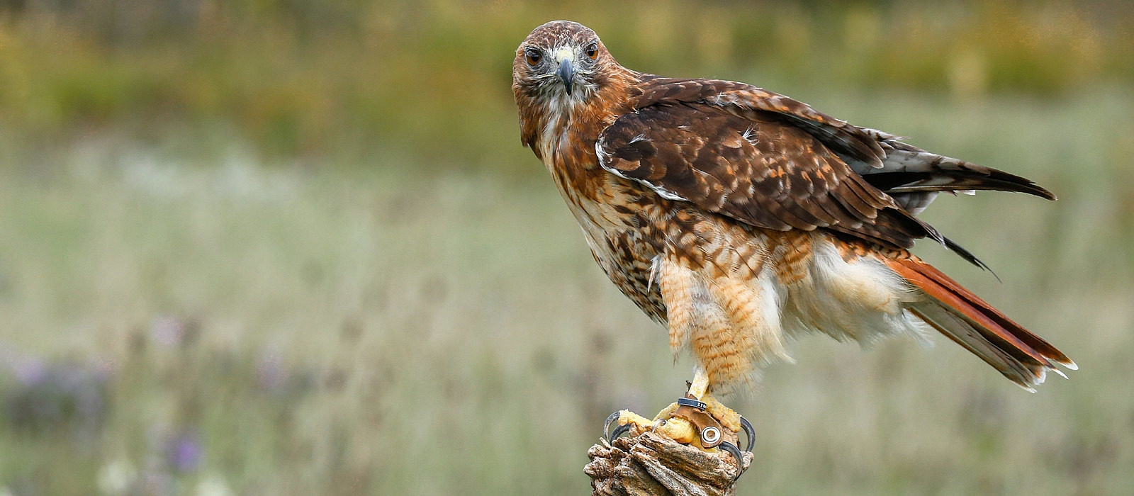 A Red-tailed Hawk perched on a post. (photo © Stephane Tardif via the Flickr Creative Commons)