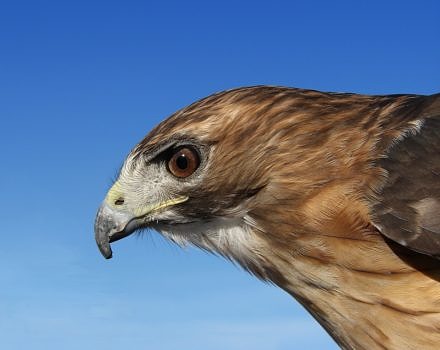 A portrait of a Red-Tailed Hawk. (photo © Glass House via the Flickr Creative Commons)
