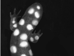 A drawing of a spotted salamander with glowing spots. (illustration © Adelaide Tyrol)