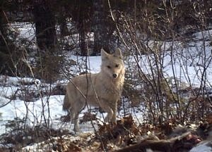 White coyote captured by Steve Vinciguerra's trail camera