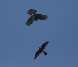 A Merlin and a Sharp-shinned Hawk circle the sky. (photo © Katrina Fenton)