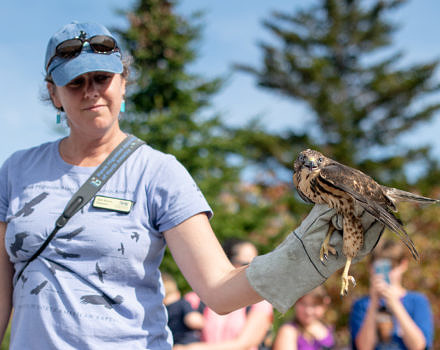 Julie Brown holds a Broad-winged Hawk, which is about to be released back to the wild. (photo © Ben Conant)