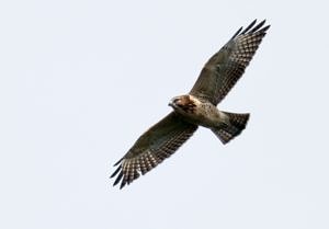 A Red-shouldered Hawk in flight. (photo © Andre Moraes)
