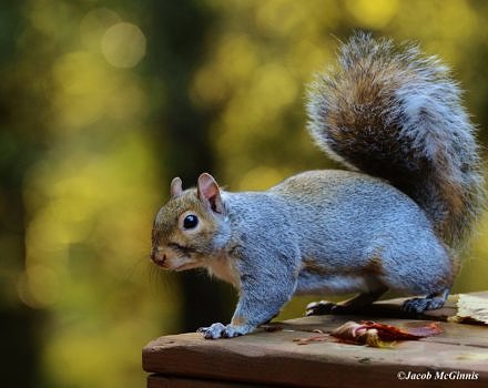 A gray squirrel perched on a wooden platform. (photo © Jacob McGinnis via the Flickr Creative Commons)