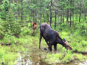 Cow moose and calf stop to take a drink. (photo © Tony Vinciguerra)