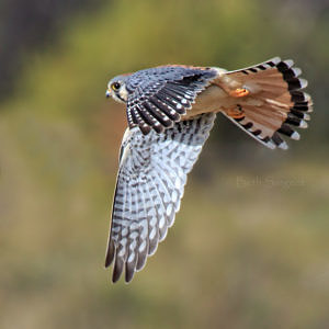 A Kestrel in flight. (photo © Beth Sargent via the Flickr Creative Commons)
