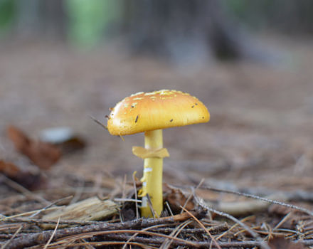 A yellow mushroom growing on the forest floor, surrounded by pine needles. (photo © Jill Griffiths)