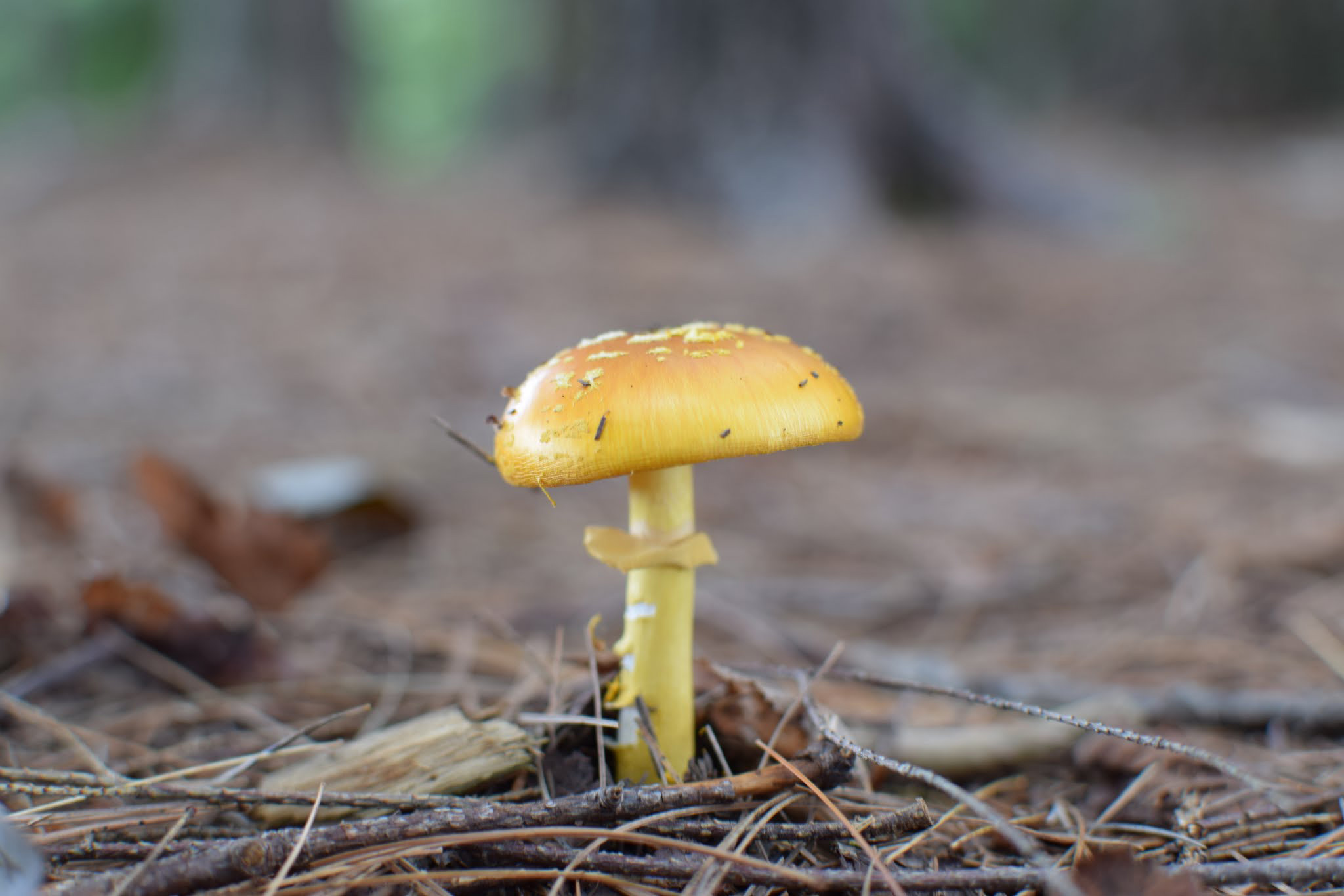 A yellow mushroom growing on the forest floor, surrounded by pine needles. (photo © Jill Griffiths)