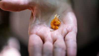A hand holding an orange mushroom. (photo © Ben Conant)