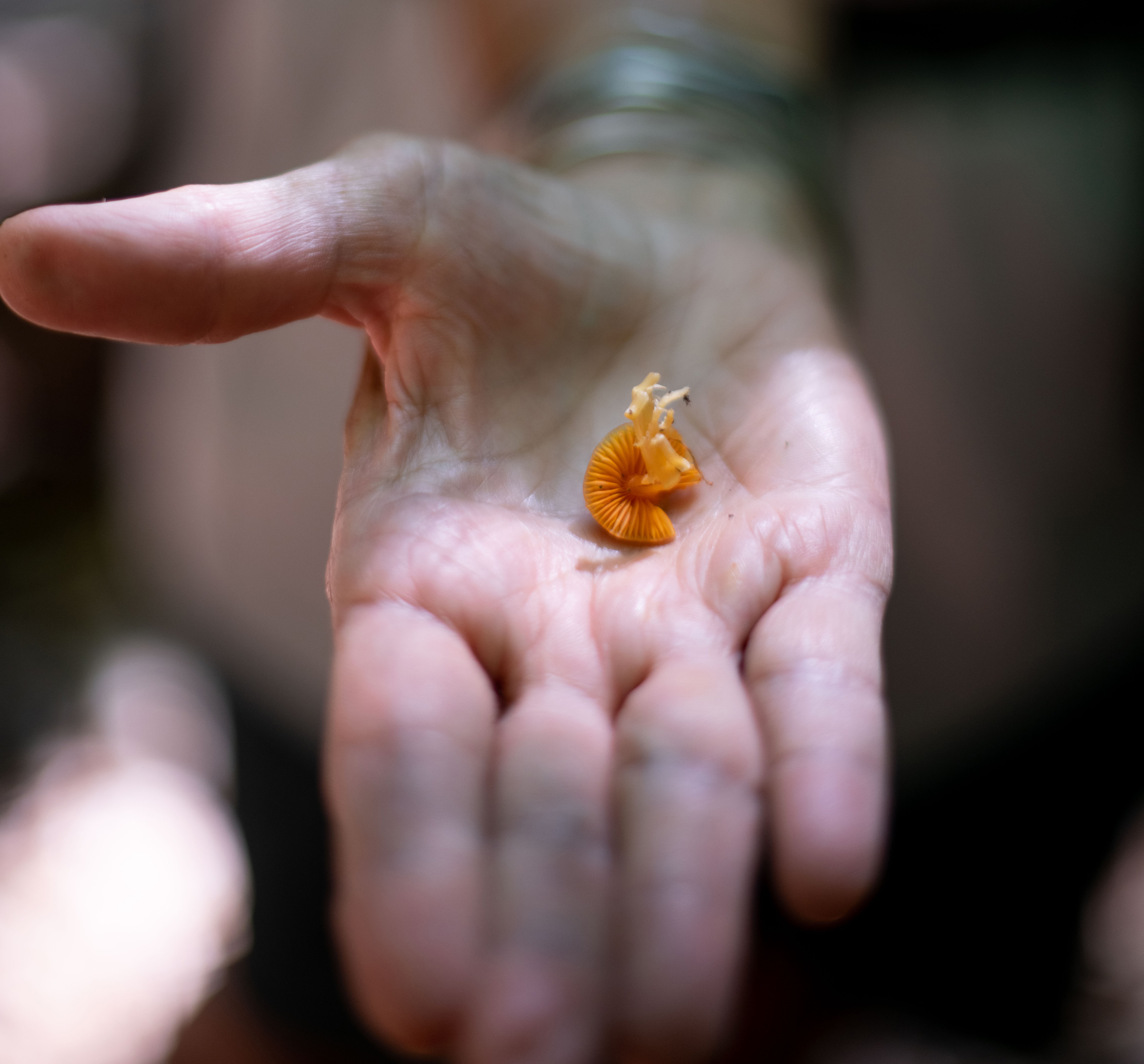 A hand holding an orange mushroom. (photo © Ben Conant)