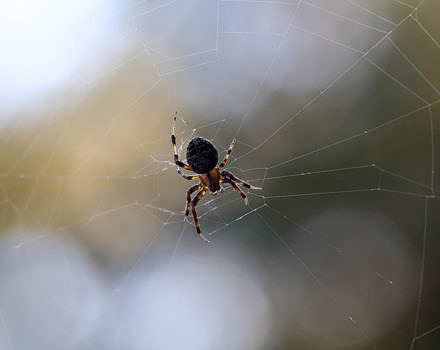 An orb weaver spider. (photo © Dave Huth)