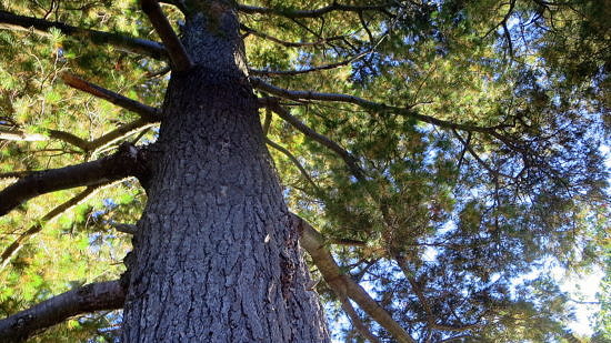 A view of a tall white pine. (photo © Ann Fisher via the Flickr Creative Commons)