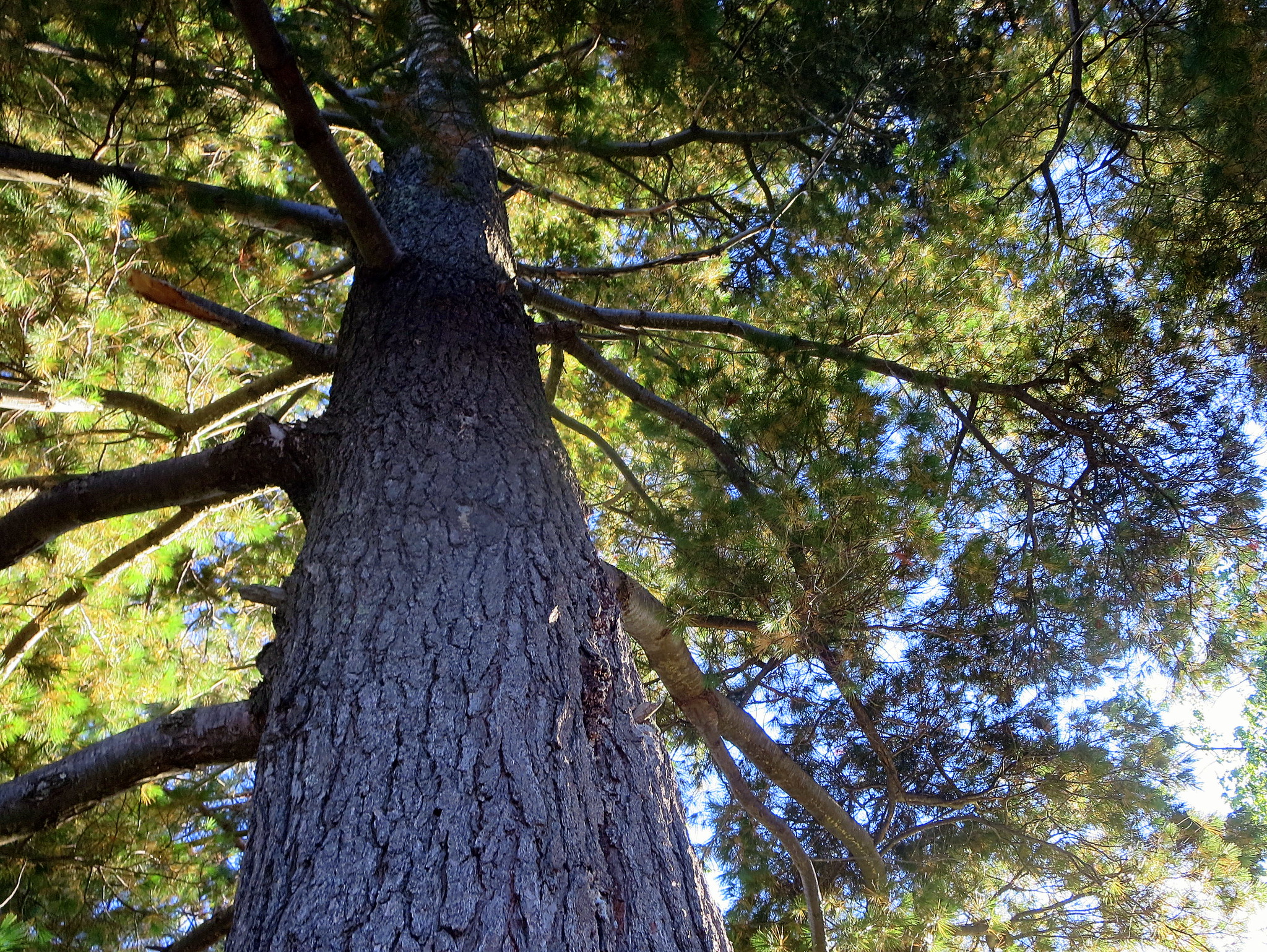 A view of a tall white pine. (photo © Ann Fisher via the Flickr Creative Commons)