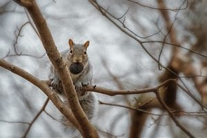 A gray squirrel perched in a tree with an acorn in its mouth. (photo © Robert Thiemann via Unsplash)