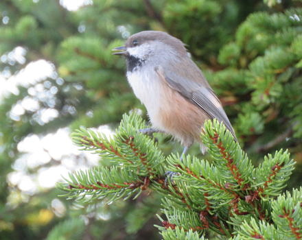 The Boreal Chickadee made a brief appearance at the Pack Mondadnock Raptor Observatory. (Photo © Phil Brown)