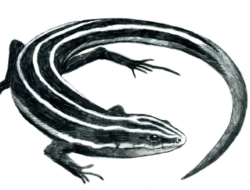 A drawing of a five-lined skink by Adelaide Tyrol.