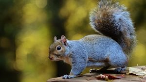 Gray squirrel photo by Jacob McGinnis via Flickr Creative Commons