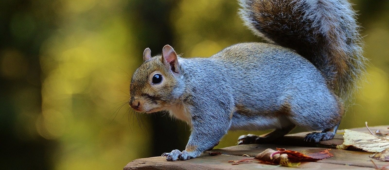 A gray squirrel pauses in autumn light. (photo © Jacob McGinnis via the Flickr Creative Commons)