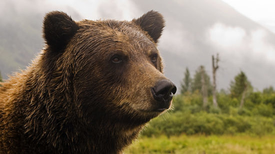 A portrait of a grizzly bear. (photo © Princess Lodges via the Flickr Creative Commons)