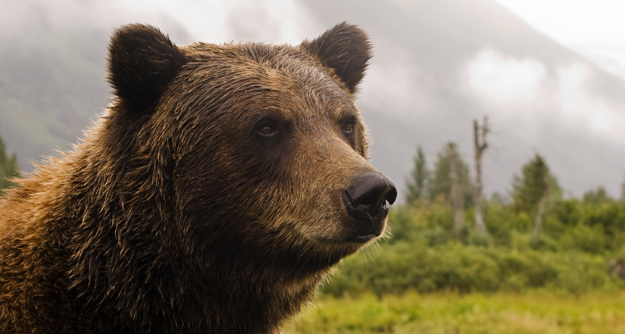 A portrait of a grizzly bear. (photo © Princess Lodges via the Flickr Creative Commons)