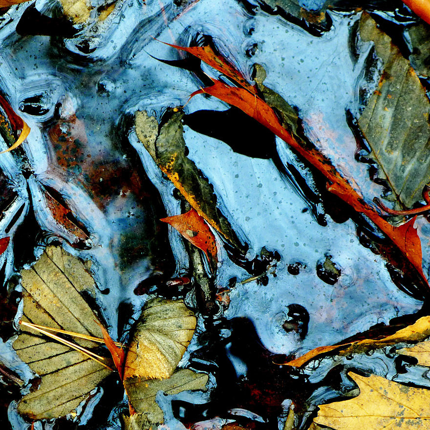 An abstract image of leaves in water. (photo © Peter Nott)