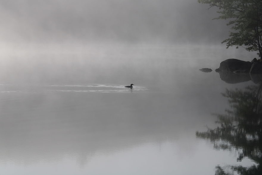 A loon on a misty morning. (photo © Amy Roberts)