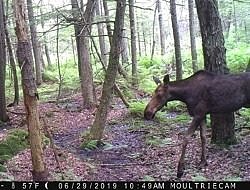 A moose captured in a trail cam photo, taken near Robb Reservoir. (photo © Jackie Lundsted)