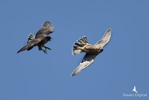 Peregrine Falcons in flight
