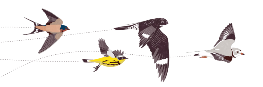 A diagram of nanotagged birds in flight. (illustration © Motus & Birds Canada)
