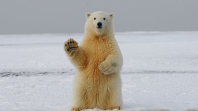A polar bear standing upright on snowy ground. (photo © Hans-Jurgen Mager via Unsplash)
