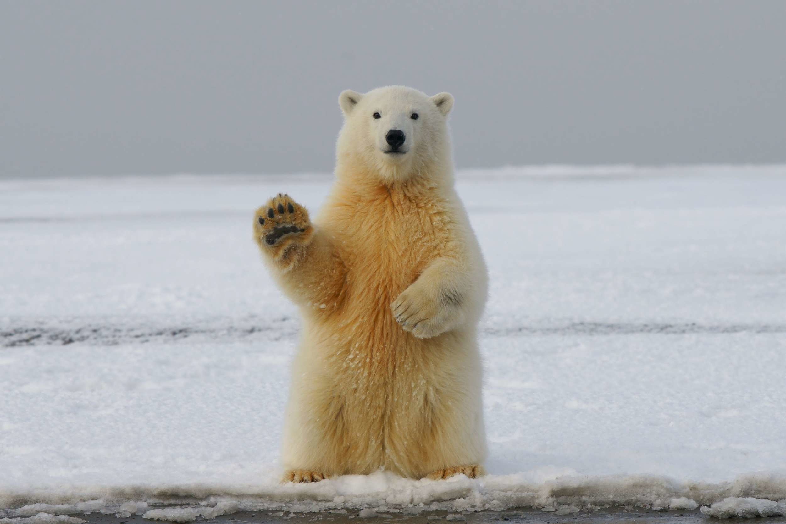 A polar bear standing upright on snowy ground. (photo © Hans-Jurgen Mager via Unsplash)