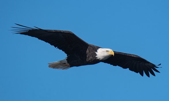 2021 saw another new record-high season total for Bald Eagle (227), as observed from Pack Monadnock. (photo © Judd Nathan)