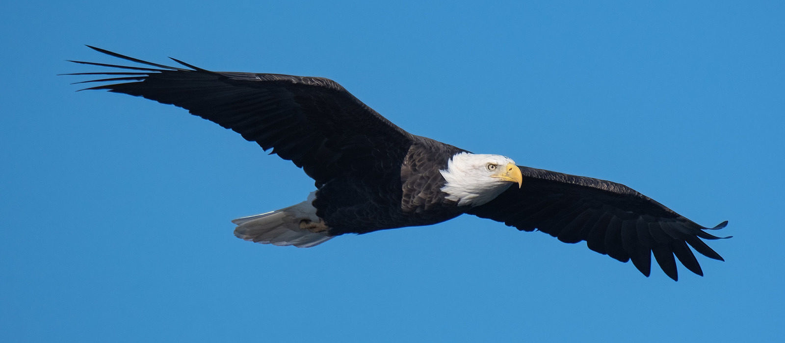 A mature Bald Eagle soars. (photo © Judd Nathan)